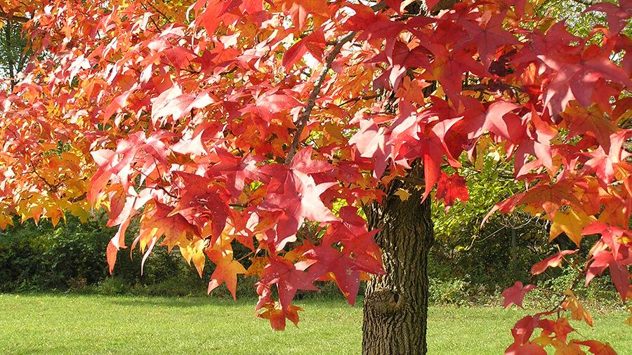 Sweetgum tree