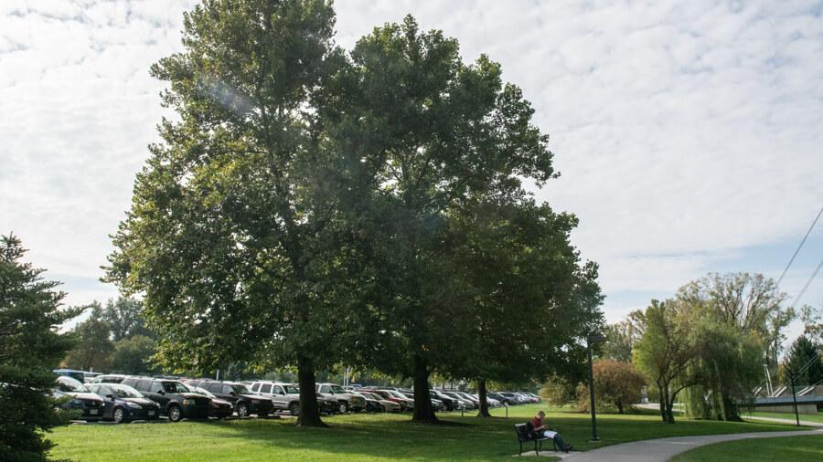 Sycamore tree