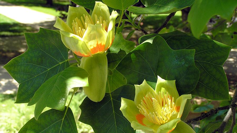 Tulip tree
