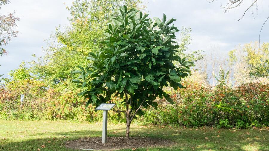 Magnolia tree