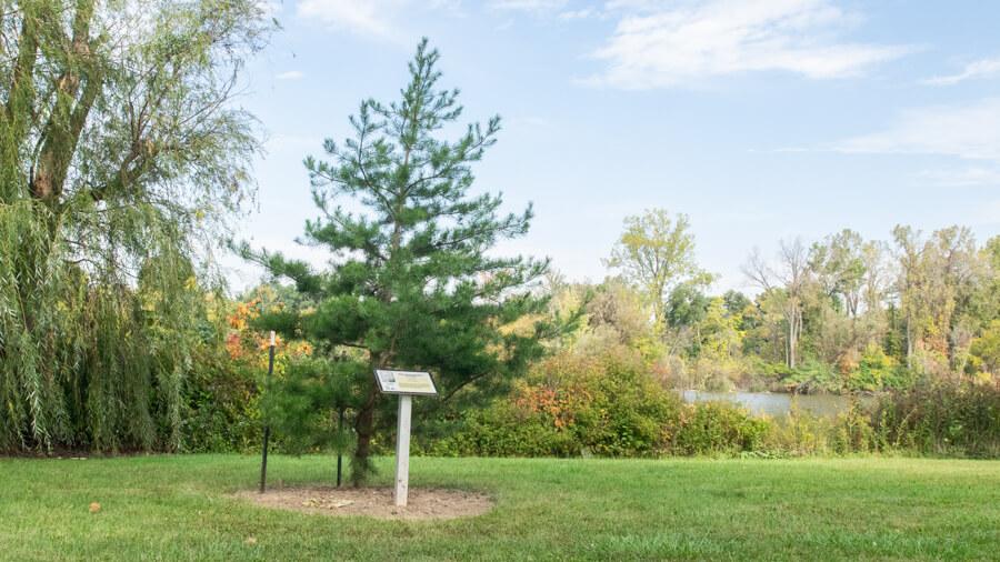 Pine tree