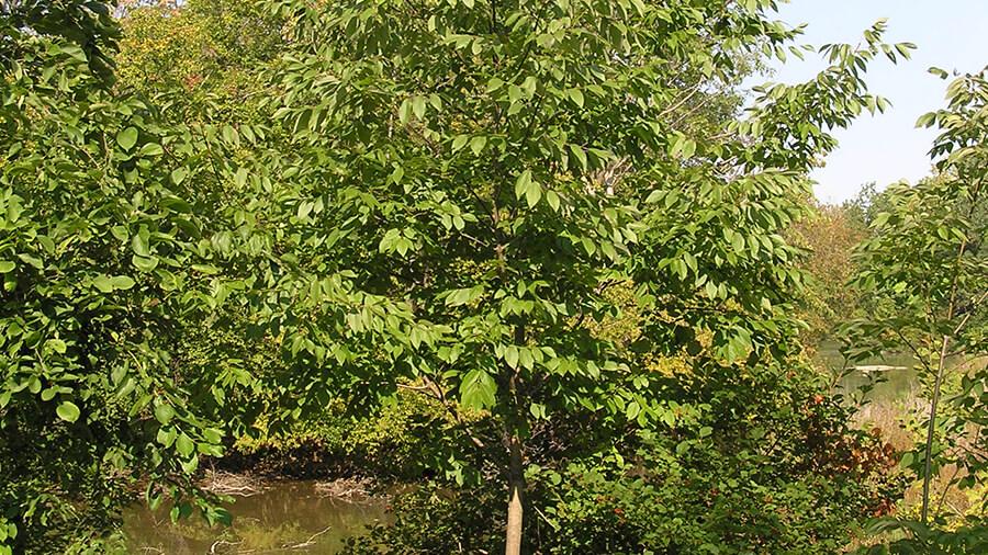 Ash tree