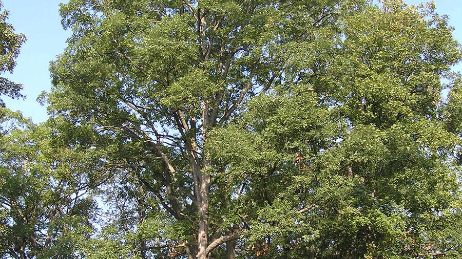 Oak tree