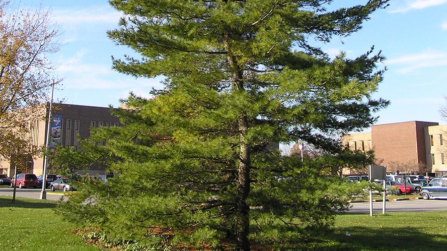 Pine tree