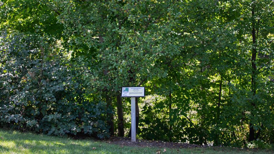 Crabapple tree