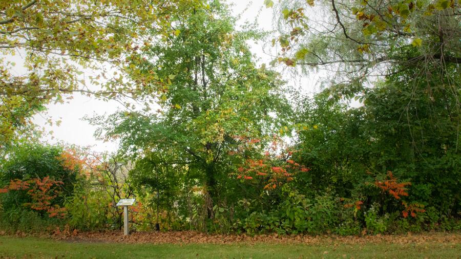 Elm tree