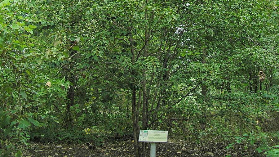 Birch tree