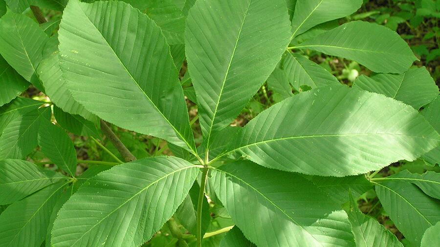 Buckeye leaves