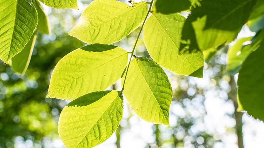 Yellowwood leaves