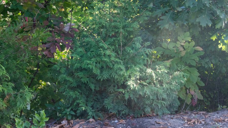 Eastern Arborvitae tree on campus