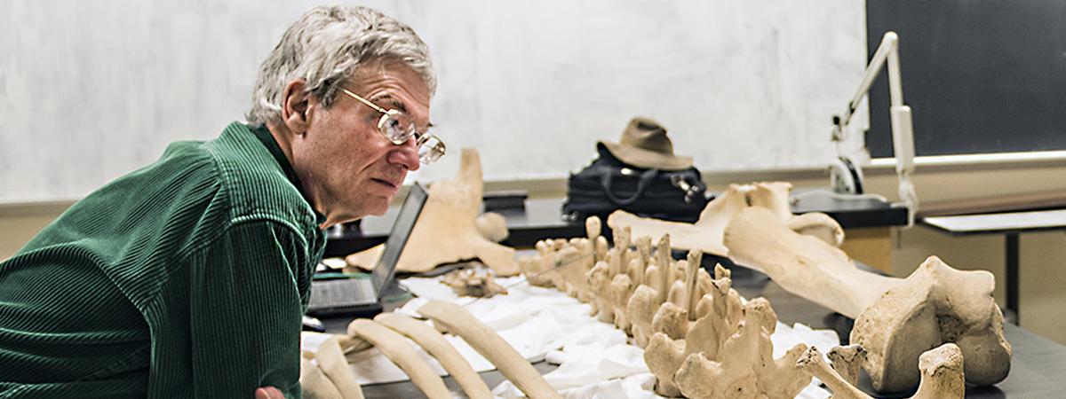 James Farlow is looking at mastodon bones