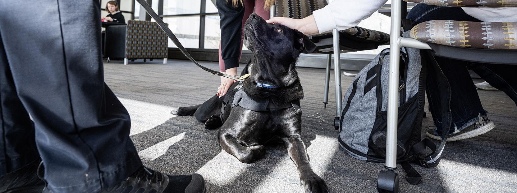 Recon enjoys being the center of attention.