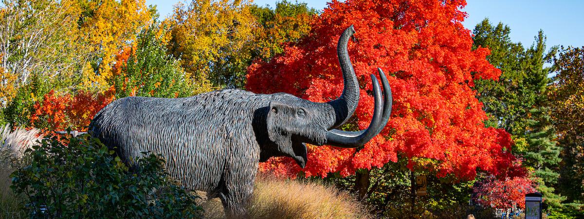Mastodon statue in the middle of campus.