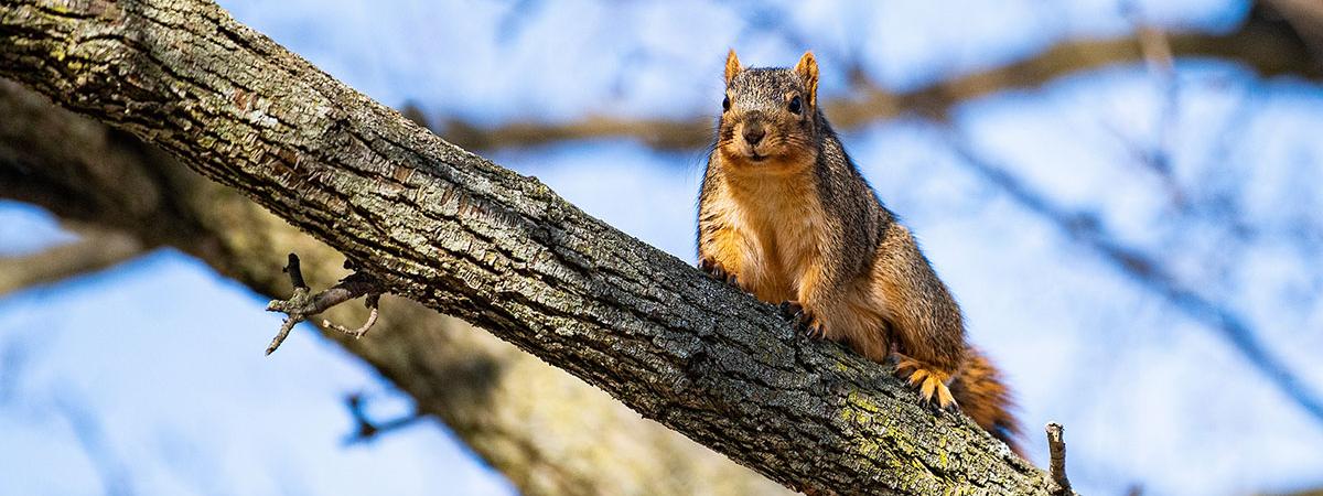 A curious squirrel perches in a tree