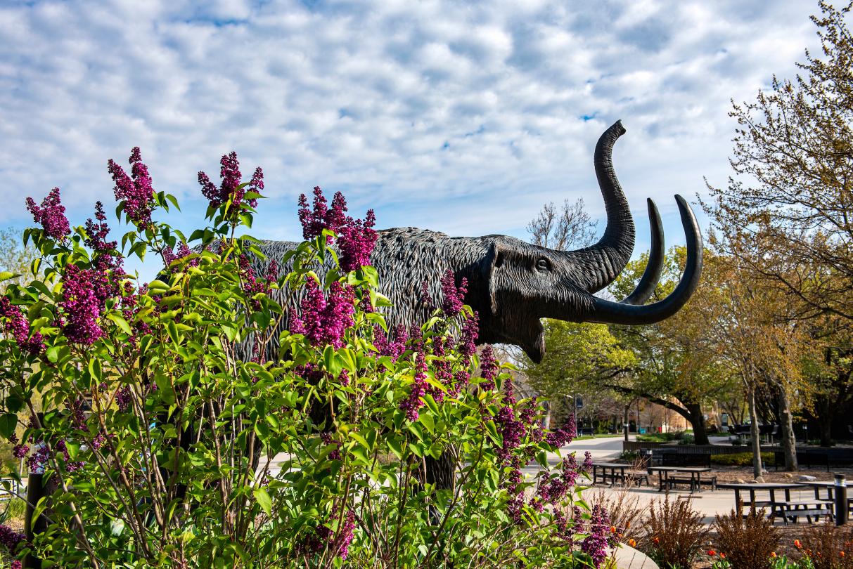 PFW Mastodon with lilacs in bloom.