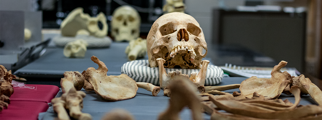 COLA_ANTH Lab Skeleton Bones