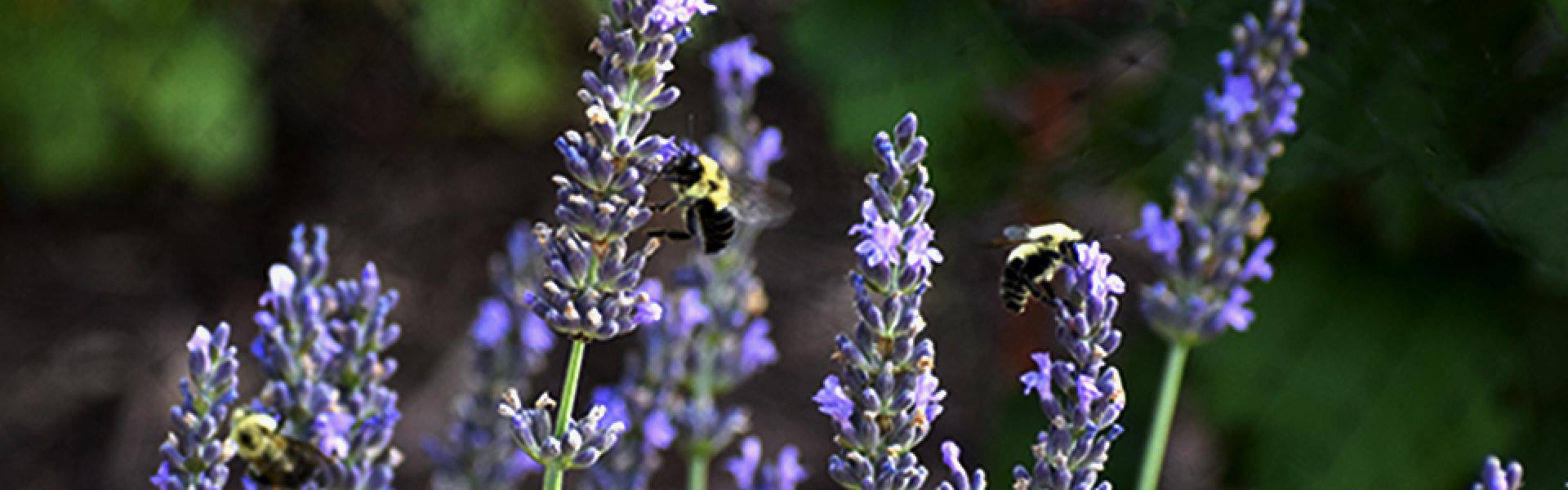 Closeup of Bees Pollinating Lavender