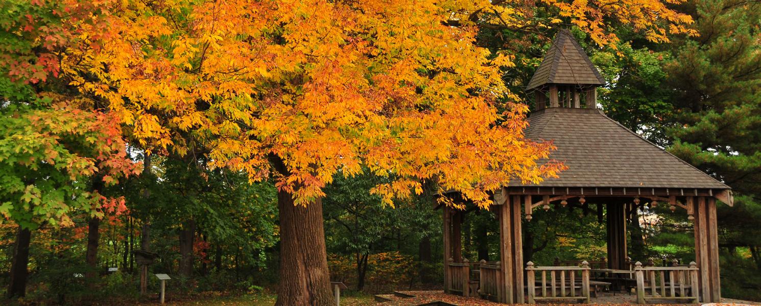 Tree with colorful leaves