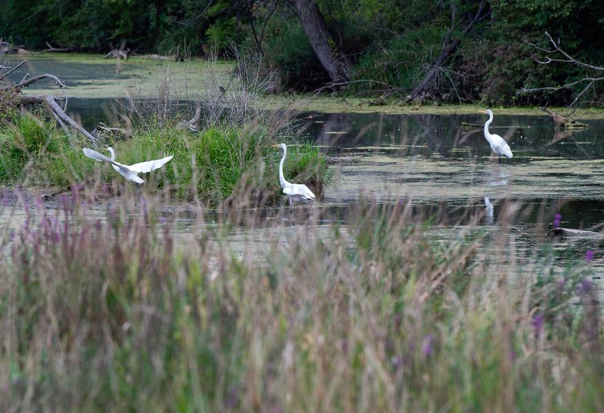 White birds wading in a wetland