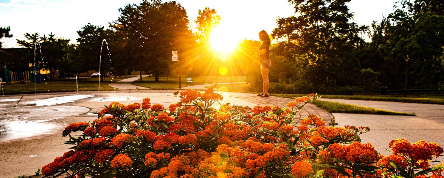 Beauty shot of the autumn flowers at the fountain at sunset.