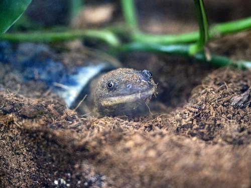 A turtle is peeking out of its shell