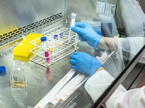 Someone is working in a biology lab