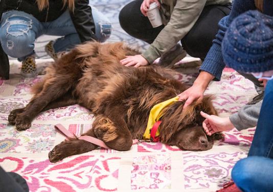 Students pet a therapy that is lying on a blanket