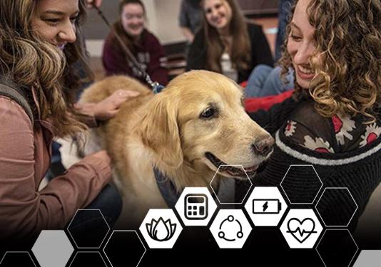 Female students petting a golden retriever therapy dog
