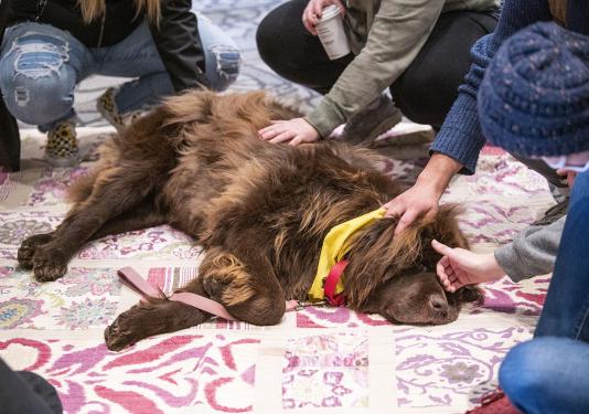 A therapy dog is meeting with students in Helmke Library.