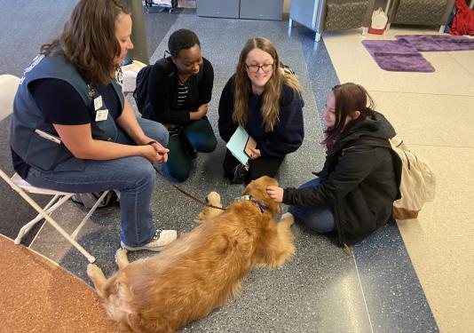 Group of students petting a golden dog