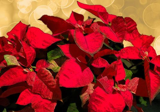 Holiday red poinsettias with a gold background