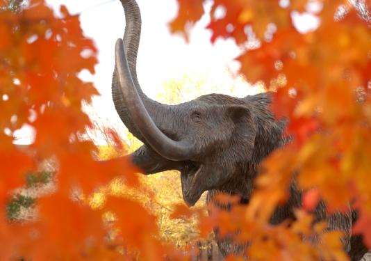 Mastodon-leaves