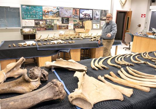 Mastodon bones being assembled for transport.