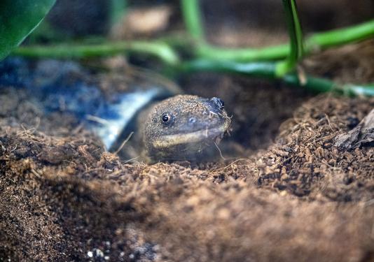 A turtle is peeking out of its shell