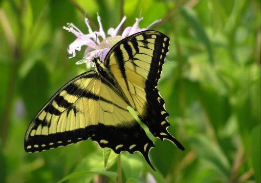 Tiger Swallowtail Butterfly