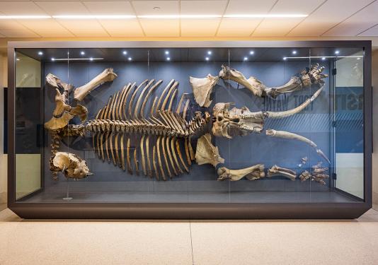 Mastodon Bones on display
