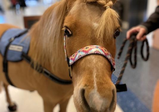 a small brown mini horse