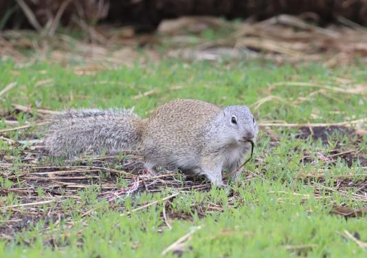 Franklin's ground squirrel