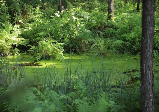 A marsh near a forest