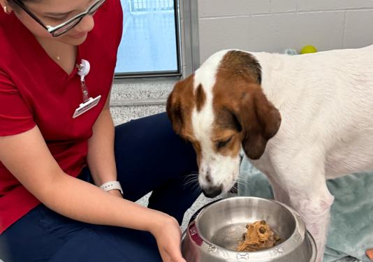 woman feeding dog at Humane Fort Wayne