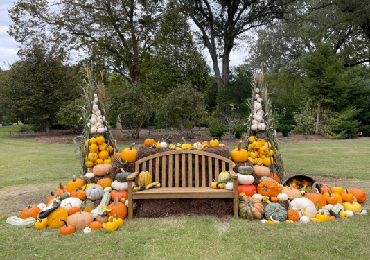 Outdoor bench surrounded by various pumpkins