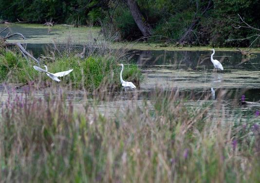 Birds in a river