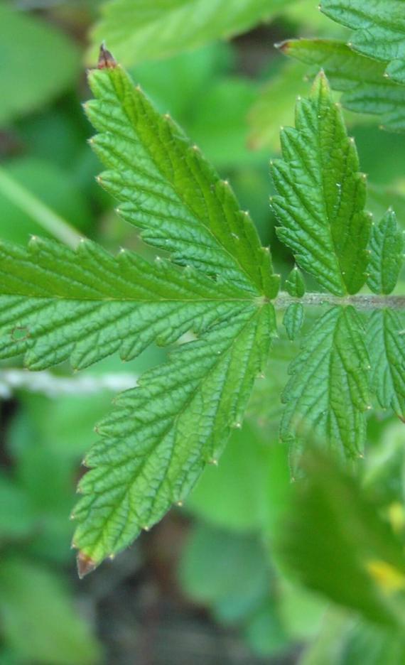 Agrimony leaves