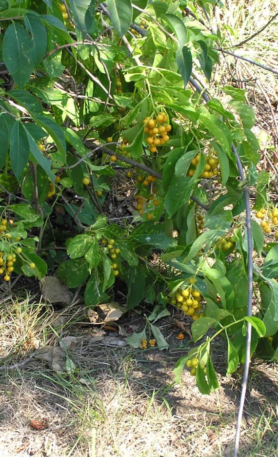 American Bittersweet habit