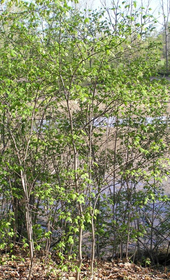 American Bladdernut habit