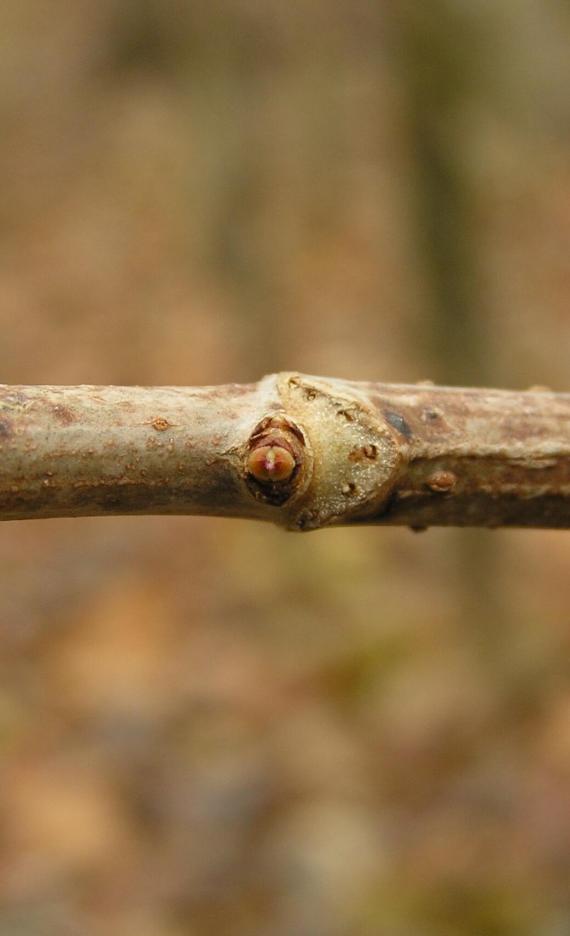 American Elderberry bud