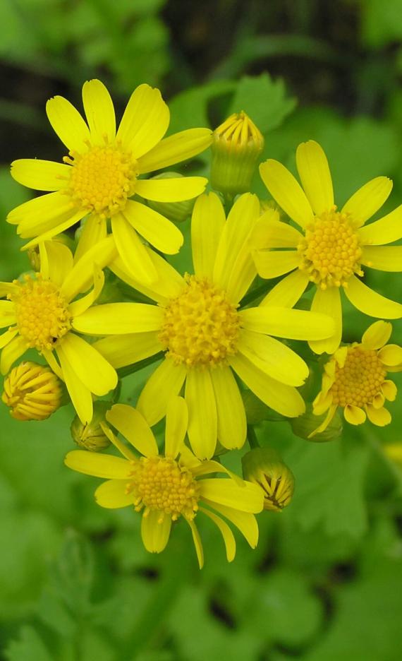 American Ragwort flower