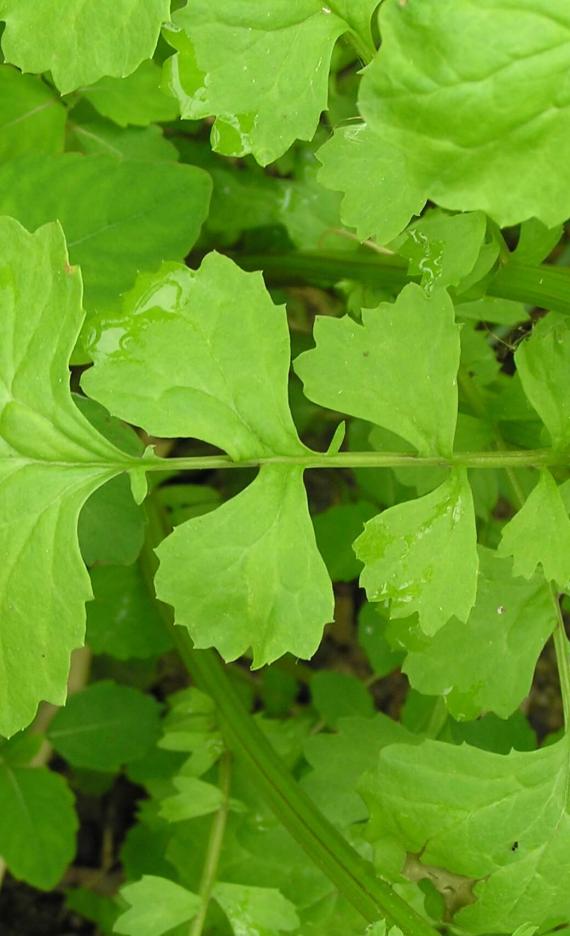 American Ragwort leaves
