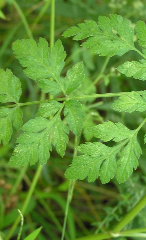 Aniseroot leaves