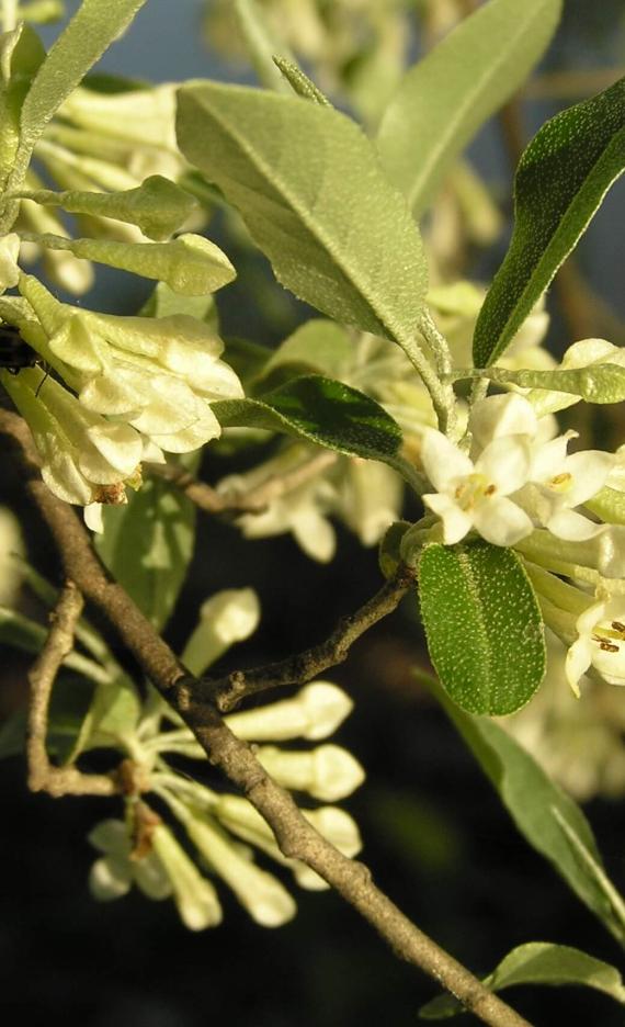 Autumn Olive flower